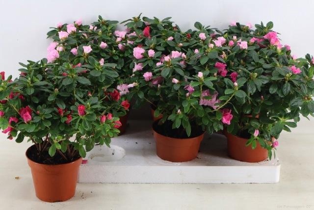 <h4>RHODO SI VOGEL GEM</h4>