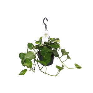 Epipremnum pinnatum hang