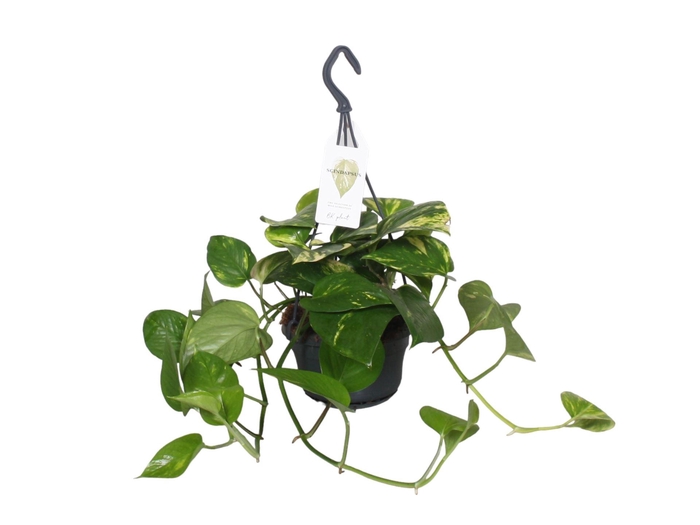 <h4>Epipremnum pinnatum hang</h4>