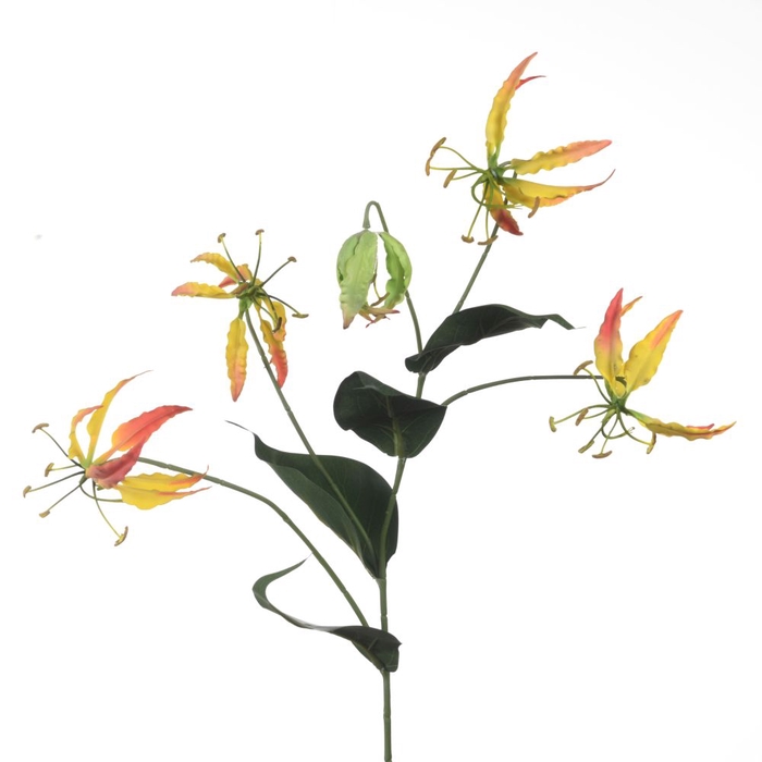 Af Gloriosa X5 L107cm Yellow