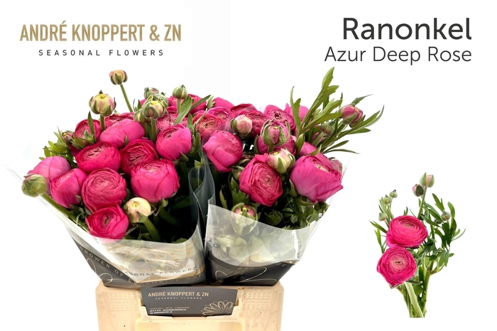 <h4>RAN AAZUR DEEP ROSE</h4>