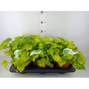 Tolmiea menziesii   ...variegated