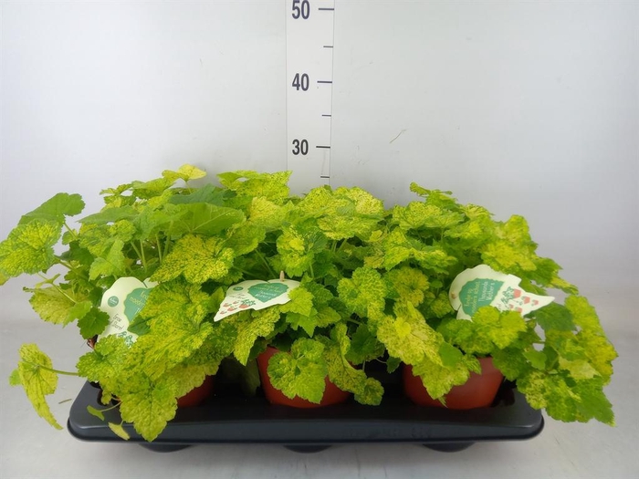 <h4>Tolmiea menziesii   ...variegated</h4>