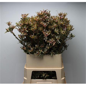 Leucad Ayoba Star Pearl Spray