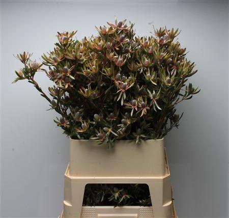 <h4>Leucad Ayoba Star Pearl Spray</h4>