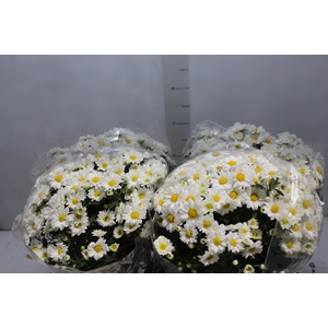 CRISANTEMO BOLA BELGA C18 BRANCO
