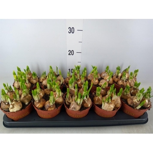 Narcissus  'Tete a tete'