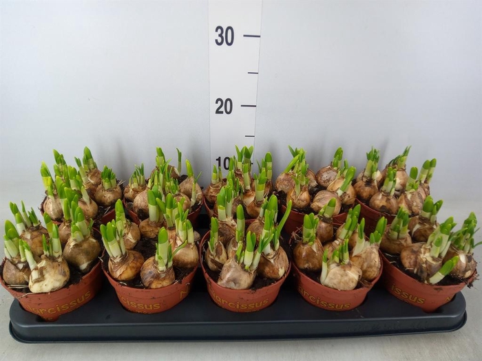 <h4>Narcissus 'Tete a tete'</h4>