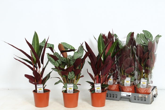 CALAT GEM 3 SRT