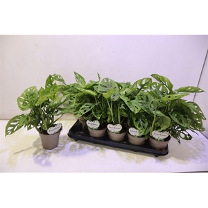 arr8 Monstera Adansonii