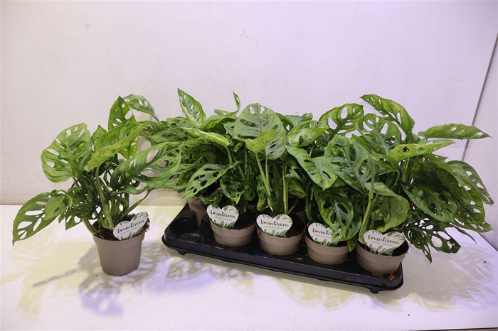 <h4>arr8 Monstera Adansonii</h4>