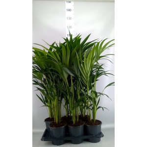 Howea forsteriana