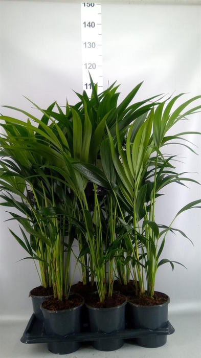 <h4>Howea forsteriana</h4>