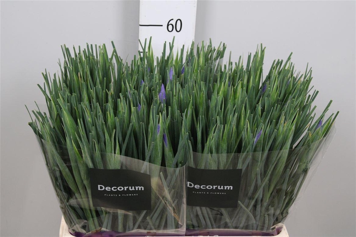 <h4>Iris Shanghai</h4>