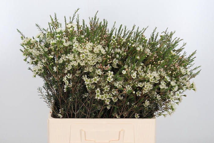 <h4>Chame Me Sirius</h4>