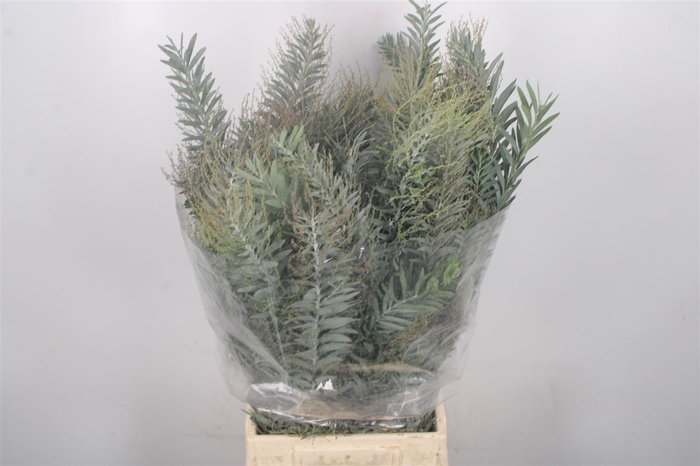 <h4>Acacia Luna D'argento Per Bunch</h4>