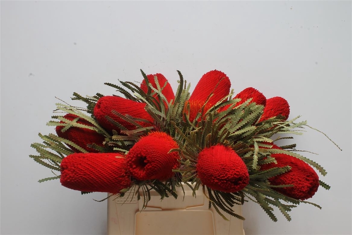 <h4>Banksia Hookeriana Red</h4>