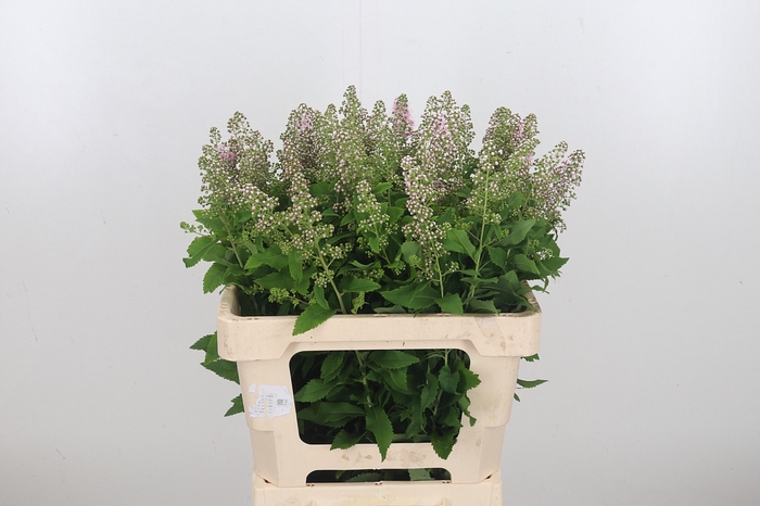 <h4>Spiraea Sal Pink Inn</h4>