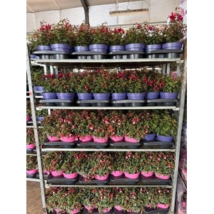 FUCHSIA B F MIXK