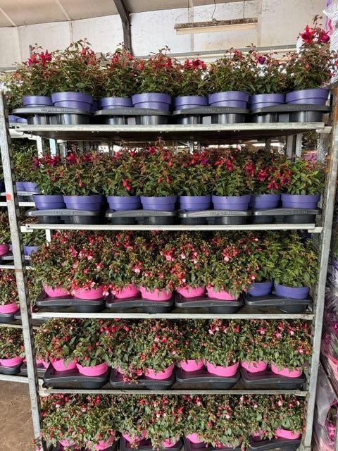 <h4>FUCHSIA B F MIXK</h4>