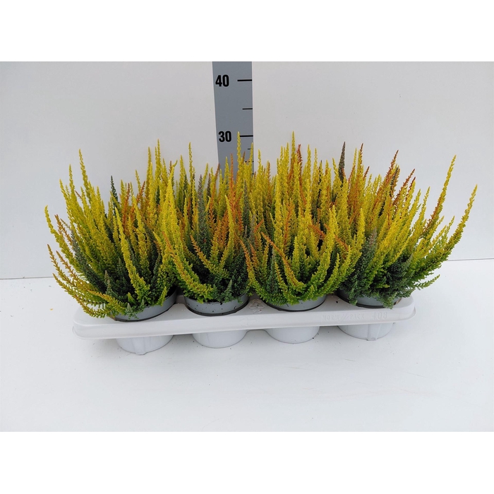 <h4>Calluna vulg. 'Skyline' ...mix 3</h4>