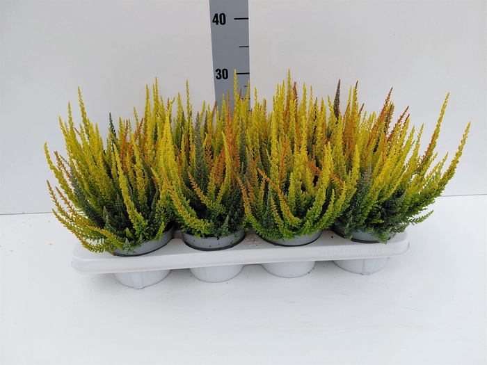 Calluna vulg. 'Skyline'   ...mix 3