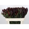 Leucadendron Saf Sunset Dark Red