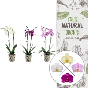 Christmas | 2 spike mix | Kerst potcover