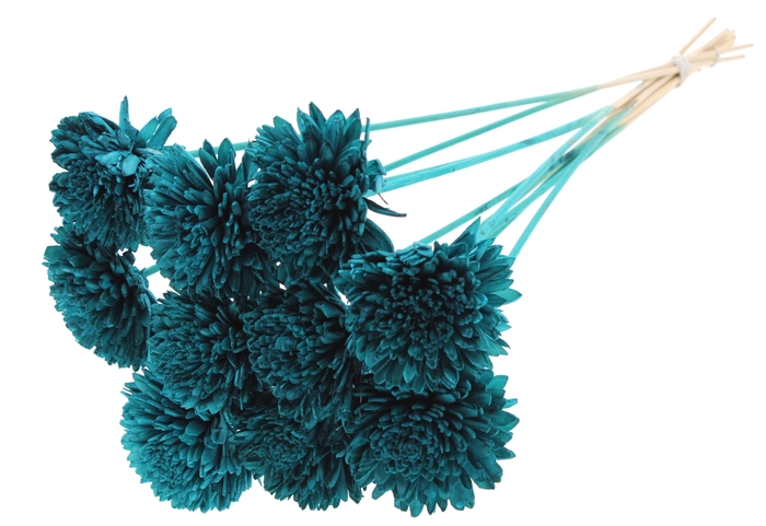 Shola Zinia Ø8cm on stem Turquoise