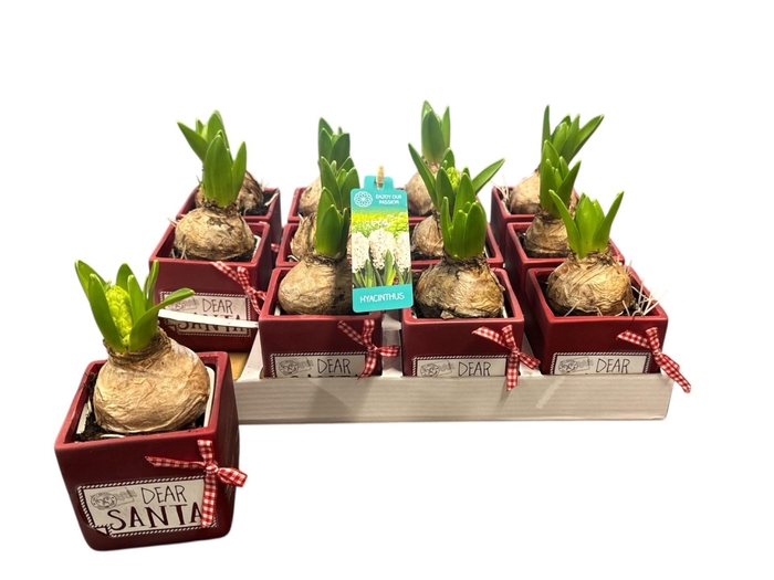 <h4>ARR HYACINTH</h4>