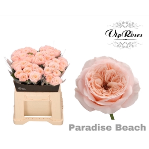 R KL PARADISE BEACH x40