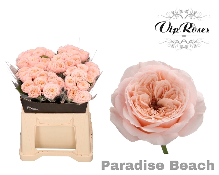 <h4>R KL PARADISE BEACH x40</h4>