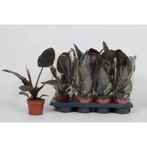 Philodendron Black Cardinal 12Ø 45cm