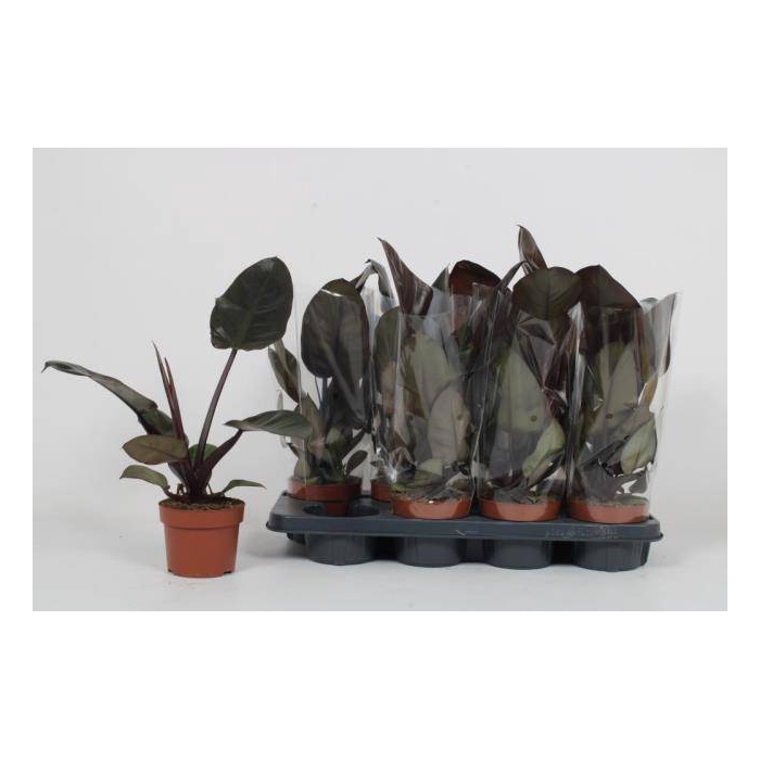 <h4>Philodendron Black Cardinal 12Ø 45cm</h4>
