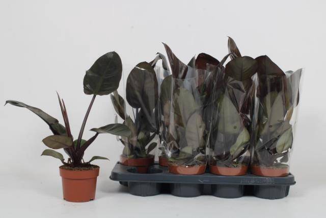 Philodendron Black Cardinal 12Ø 45cm