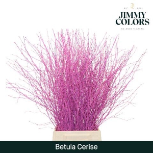 Betula L70 Cerise