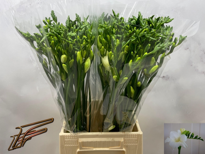 <h4>FR EN AMBIANCE</h4>