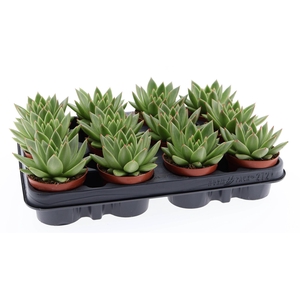 Echeveria  'Miranda'