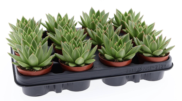 <h4>Echeveria  'Miranda'</h4>