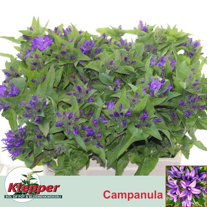 <h4>CAMP GLOMERATA OV</h4>