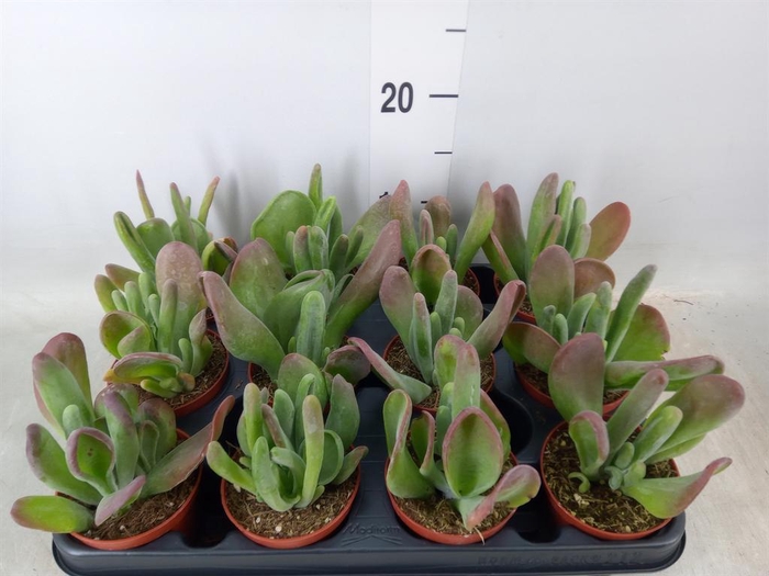 <h4>Kalanchoe NF   ...</h4>