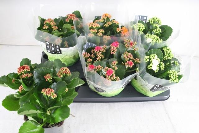 <h4>KAL GE GEM 4 KL</h4>