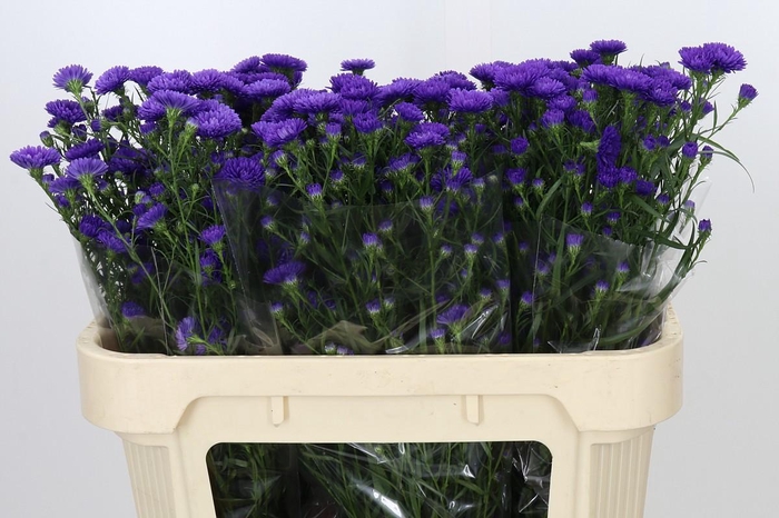 <h4>Aster Astee Dark Milka</h4>