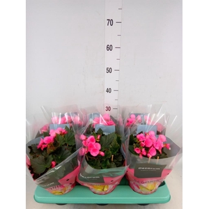 Begonia elat. HL 'Adonia Pink'
