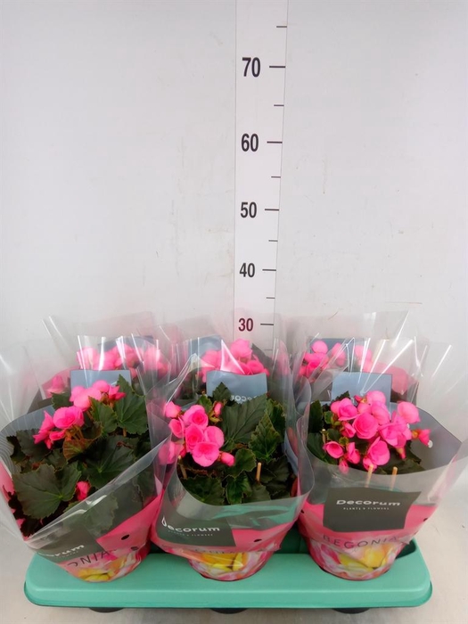 <h4>Begonia elat. HL 'Adonia Pink'</h4>