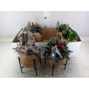 Planten Groen   ...mix  3
