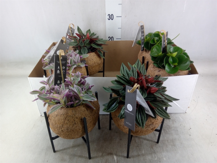 <h4>Planten Groen   ...mix  3</h4>