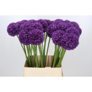 Allium Ambassador