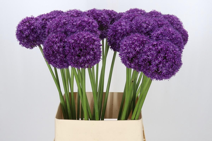 <h4>Allium Ambassador</h4>