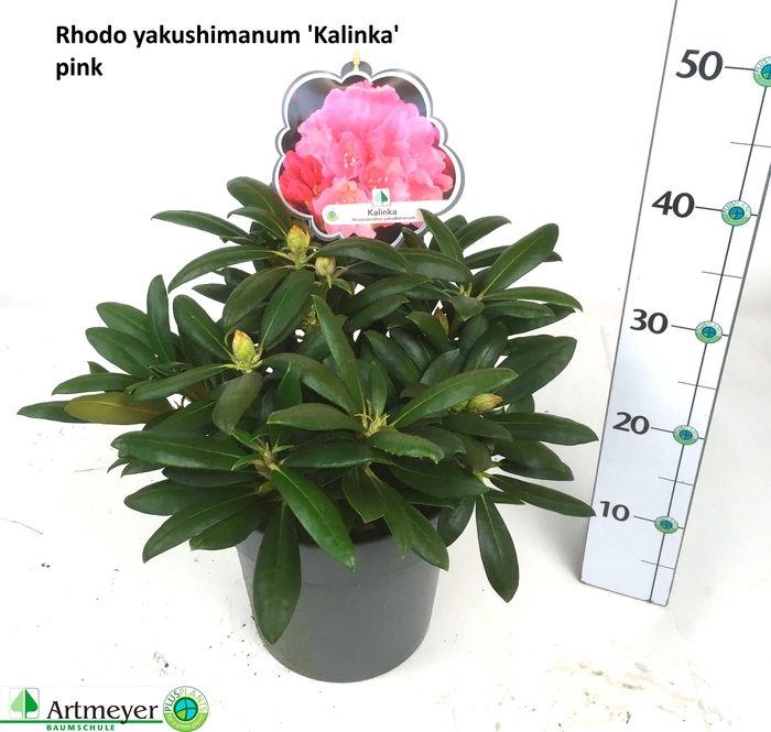 <h4>RHOD YA KALINKA</h4>